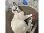 Adopt Wisp a Siamese