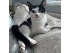 Adopt Dumpling a Domestic Short Hair