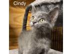 Adopt Cindy a Russian Blue