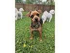 Adopt Penny a Yorkshire Terrier