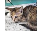 Adopt Peaches a Domestic Short Hair