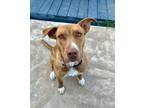 Adopt Maddie a Australian Cattle Dog / Blue Heeler
