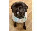 Adopt Margo a Schnauzer
