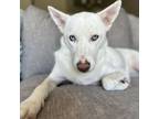 Adopt Daisy a Siberian Husky, Cattle Dog