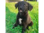 Adopt Aries a Poodle