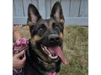 Adopt Aurora a German Shepherd Dog