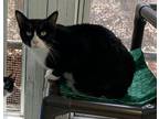 Adopt Sassy a Black & White or Tuxedo Domestic Shorthair (short coat) cat in