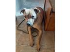 Adopt Jill a Tan/Yellow/Fawn Mixed Breed (Medium) dog in Coleman, TX (37537781)