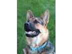 Adopt D'Arce a Black - with Tan, Yellow or Fawn German Shepherd Dog / Chow Chow