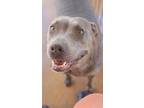 Adopt Macy Grey a Pit Bull Terrier / Mixed dog in Crosbyton, TX (37295051)