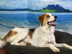 Adopt Ashley a Great Pyrenees