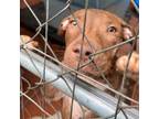 Adopt Violet a Mixed Breed