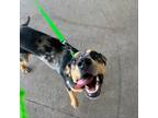 Adopt Penny a Catahoula Leopard Dog, Mixed Breed