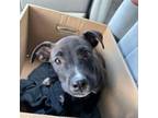 Adopt Cupcake a Black Labrador Retriever, Mixed Breed