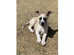 Adopt Pretzel a Tan/Yellow/Fawn - with White Belgian Malinois / American