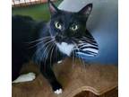 Adopt KIKI a Tuxedo