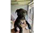 Adopt Griselda a Mixed Breed