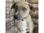 Adopt June a Catahoula Leopard Dog