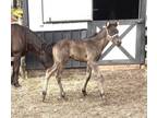 Disposition is most important and this yearling filly has it!