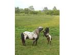 Mini Appaloosa Falabella Blend Colt & Filly for Sale 2024