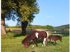 Toyland Zodiac Foundation Bloodlines - Filly for Sale.