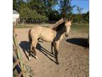Beautiful Buckskin roan filly TWHBEA