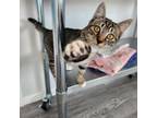 Adopt Rabbit a Domestic Short Hair