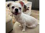 Adopt Piggy a Pug