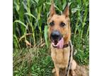 Adopt Xena a German Shepherd Dog