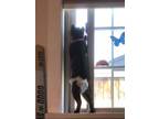 Adopt Rudy a Manx, Domestic Short Hair