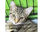 Adopt Lychee a Domestic Short Hair