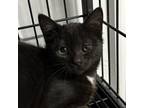Adopt Big Bang a Domestic Short Hair