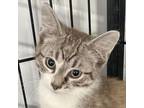 Adopt Cobb a Domestic Short Hair