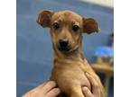 Adopt Red Man a Mixed Breed