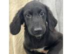 Adopt Tackett Litter_3 a Mixed Breed