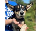 Adopt Pepper a Mixed Breed