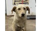 Adopt Momo a Mixed Breed