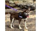 Adopt Brownie Bite a Mixed Breed