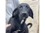 Adopt Tackett Litter_4 a Mixed Breed