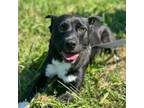 Adopt Jacob a Mixed Breed