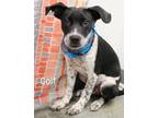 Adopt Colt a Australian Cattle Dog / Blue Heeler