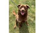 Adopt Chip a Labrador Retriever