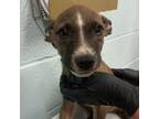 Adopt Bill a Australian Cattle Dog / Blue Heeler