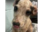 Adopt Phil a Australian Cattle Dog / Blue Heeler