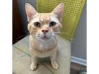 Adopt Chad a Domestic Short Hair