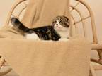 Cute Scottish Fold