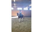 Chincoteague Pony Stallion