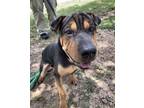 Adopt Skat a Shar-Pei, Mixed Breed