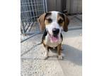 Adopt Rocky a Foxhound, Mixed Breed