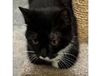 Adopt Lucky a Domestic Short Hair